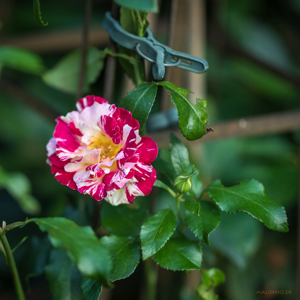 Gartenrose Gestreift