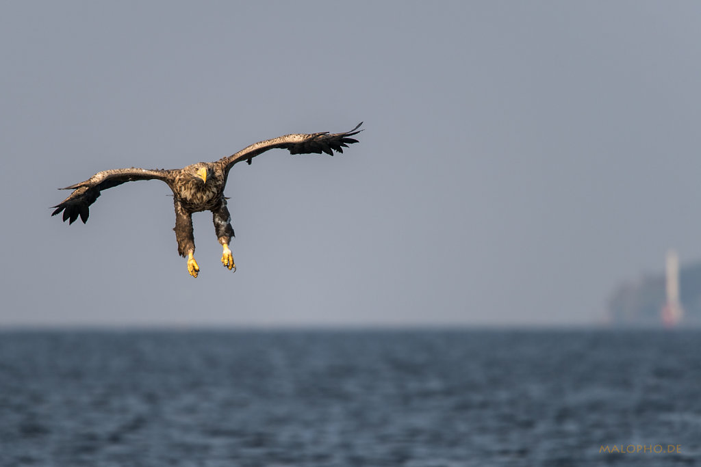 Adler im Anflug