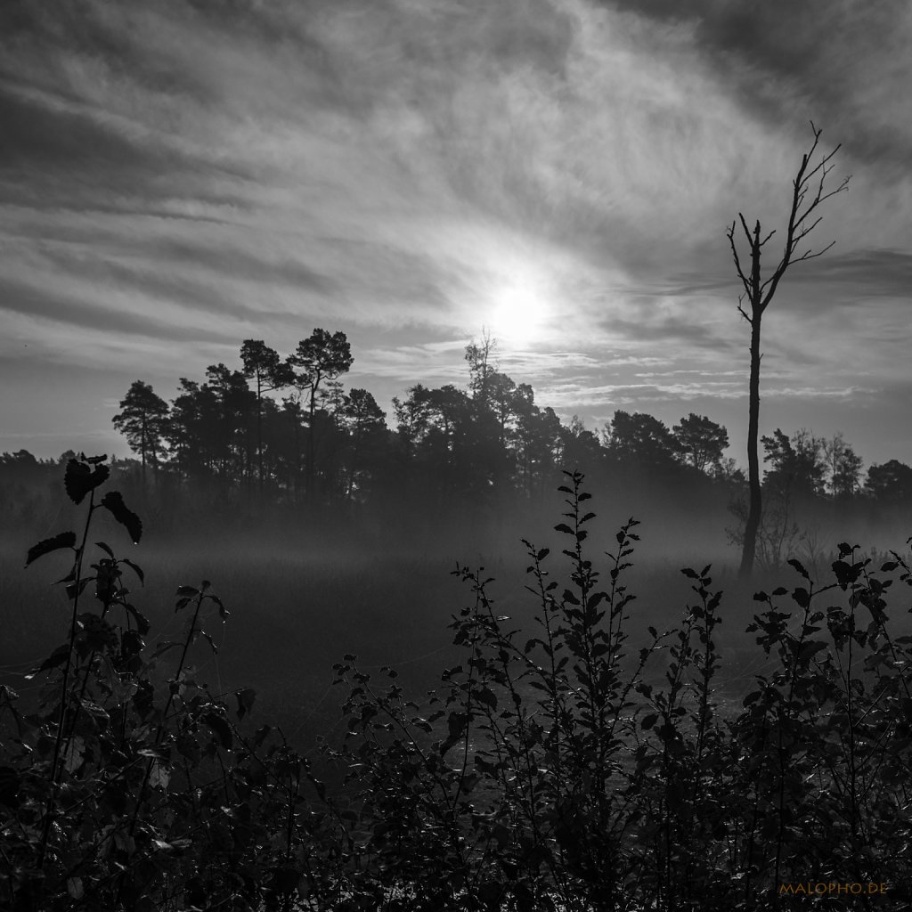 10 | 23 - Bauernmoorlicht