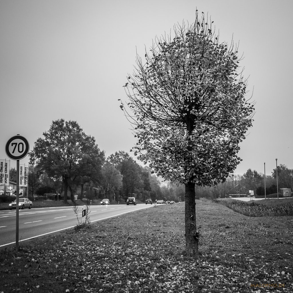 11 | 10 - Kleiner Straßenbaum