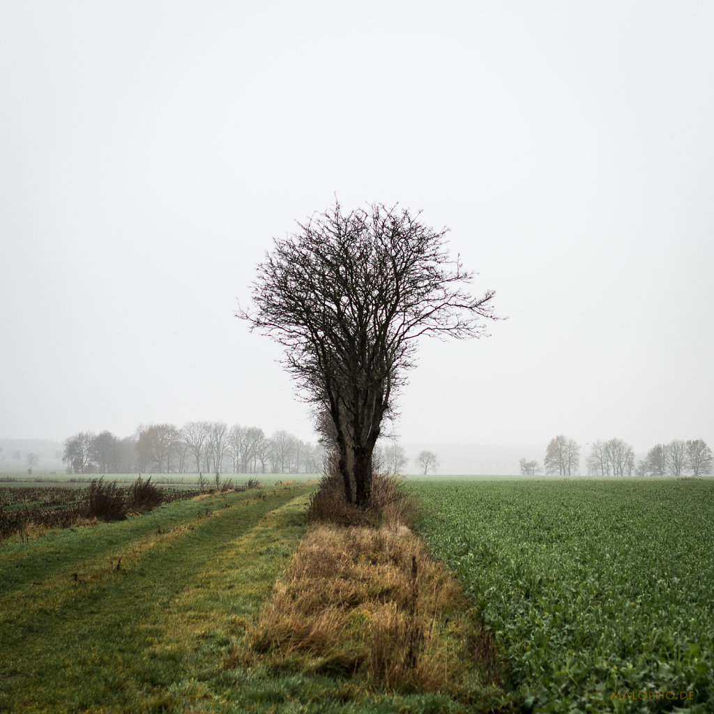 Nebelfeldbäume I