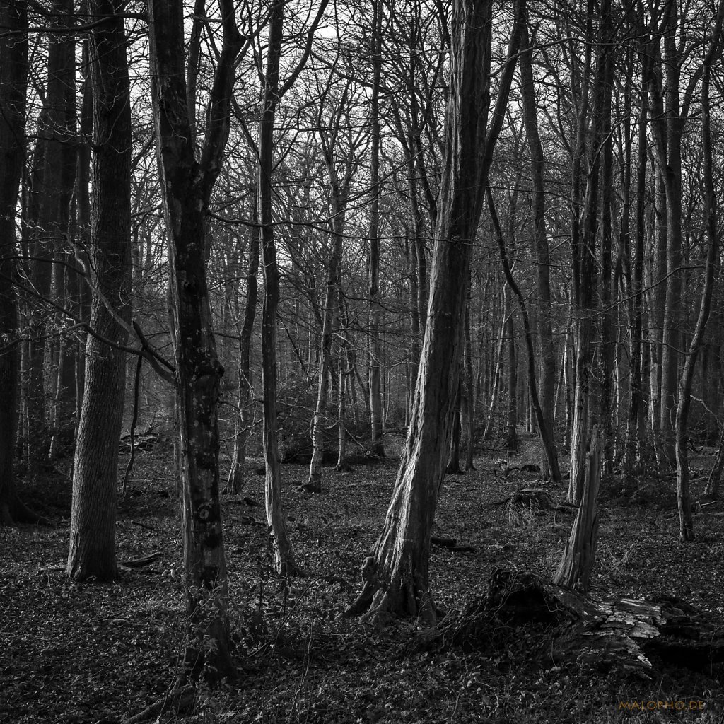 01 | 10 - Licht im Wald