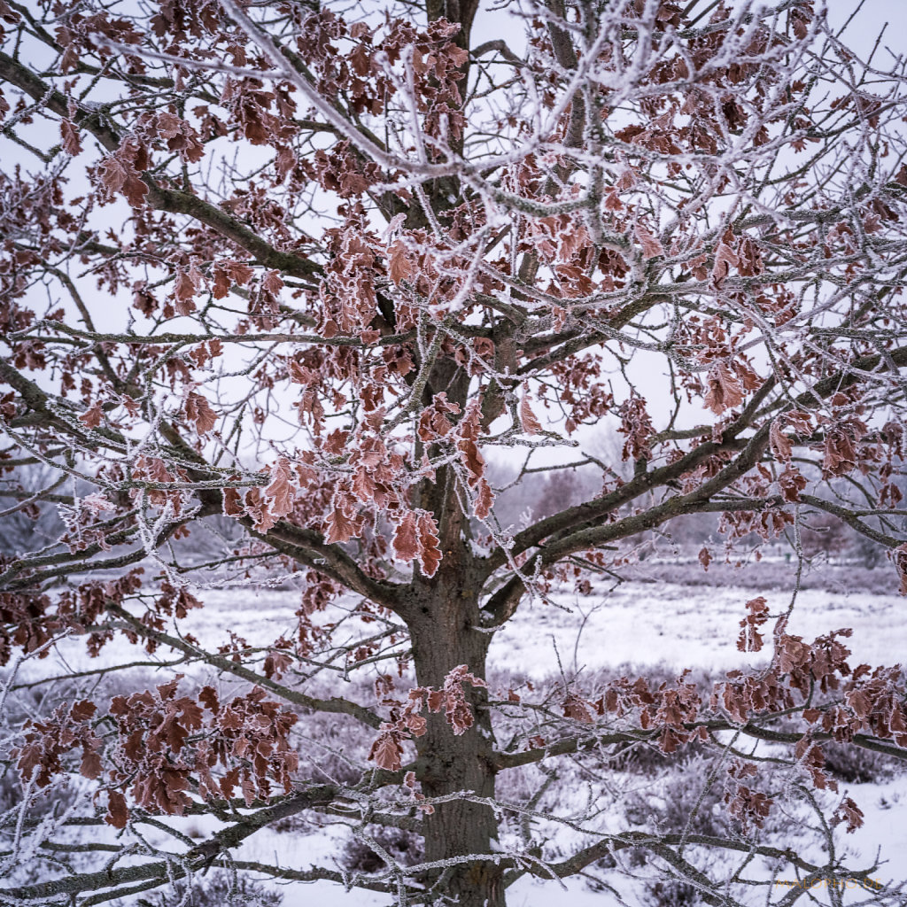 Rote Blätter