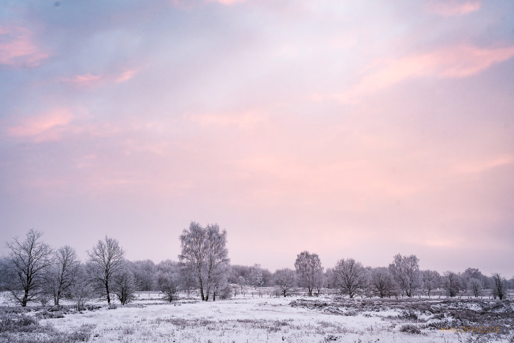 Heide am Morgen I