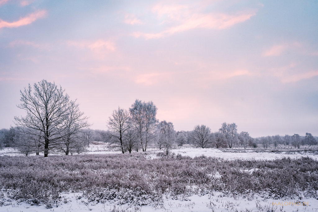 Heide am Morgen II