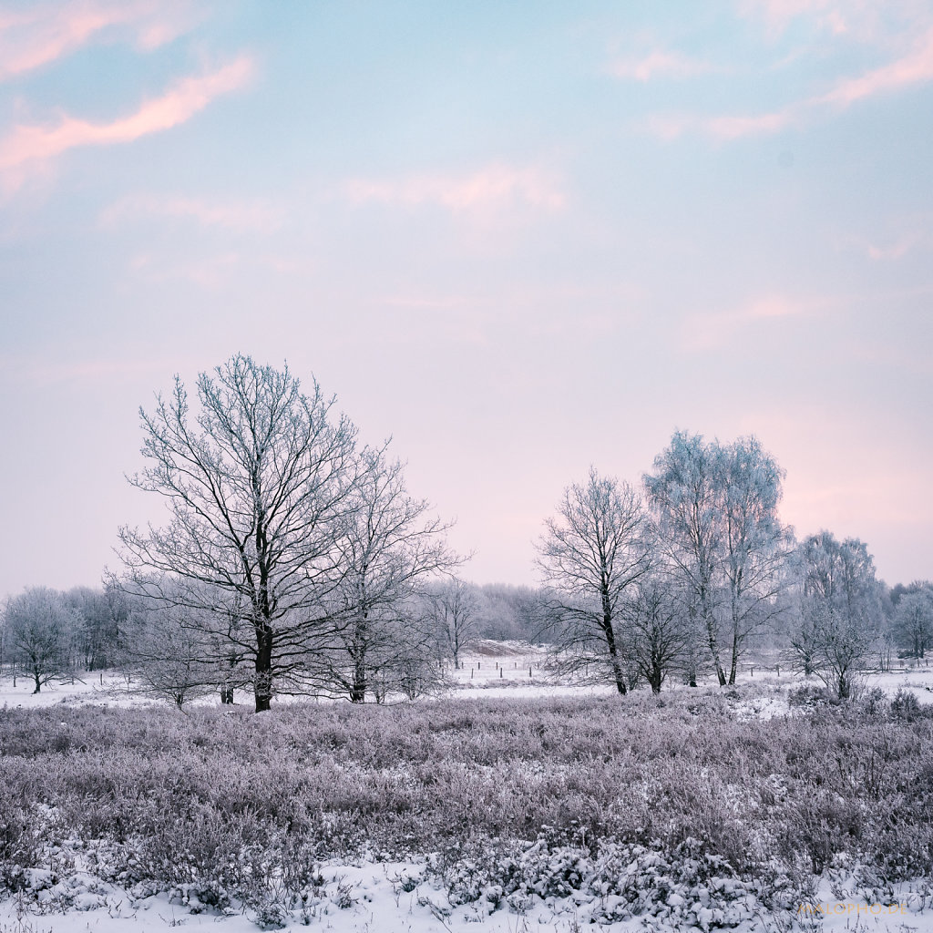 Heide am Morgen III