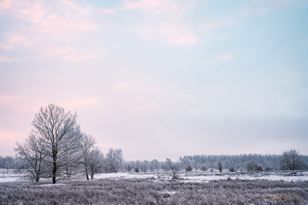 Heide am Morgen IV