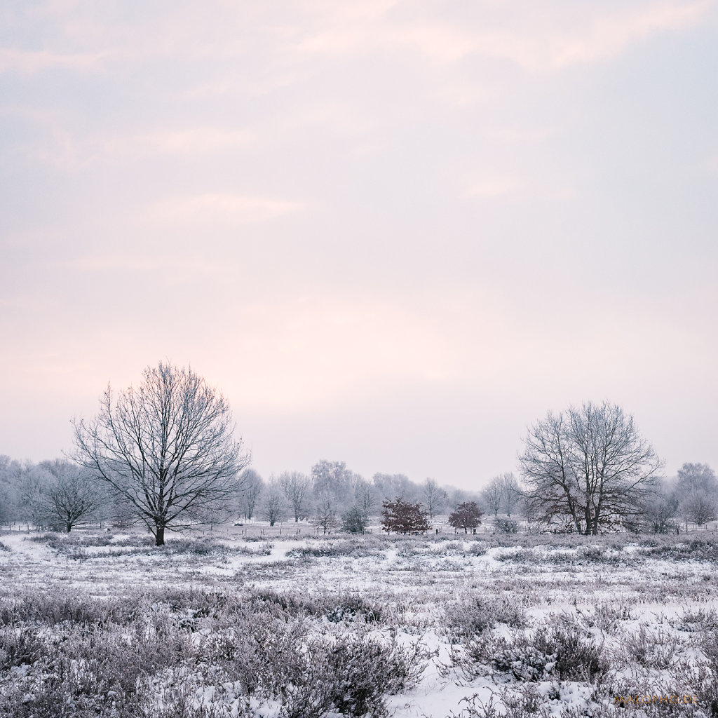 Heide am Morgen V