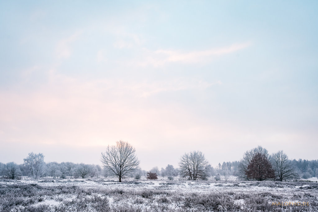 Heide am Morgen VI