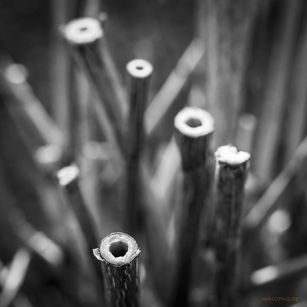 03 | 24 - Kunst am Busch