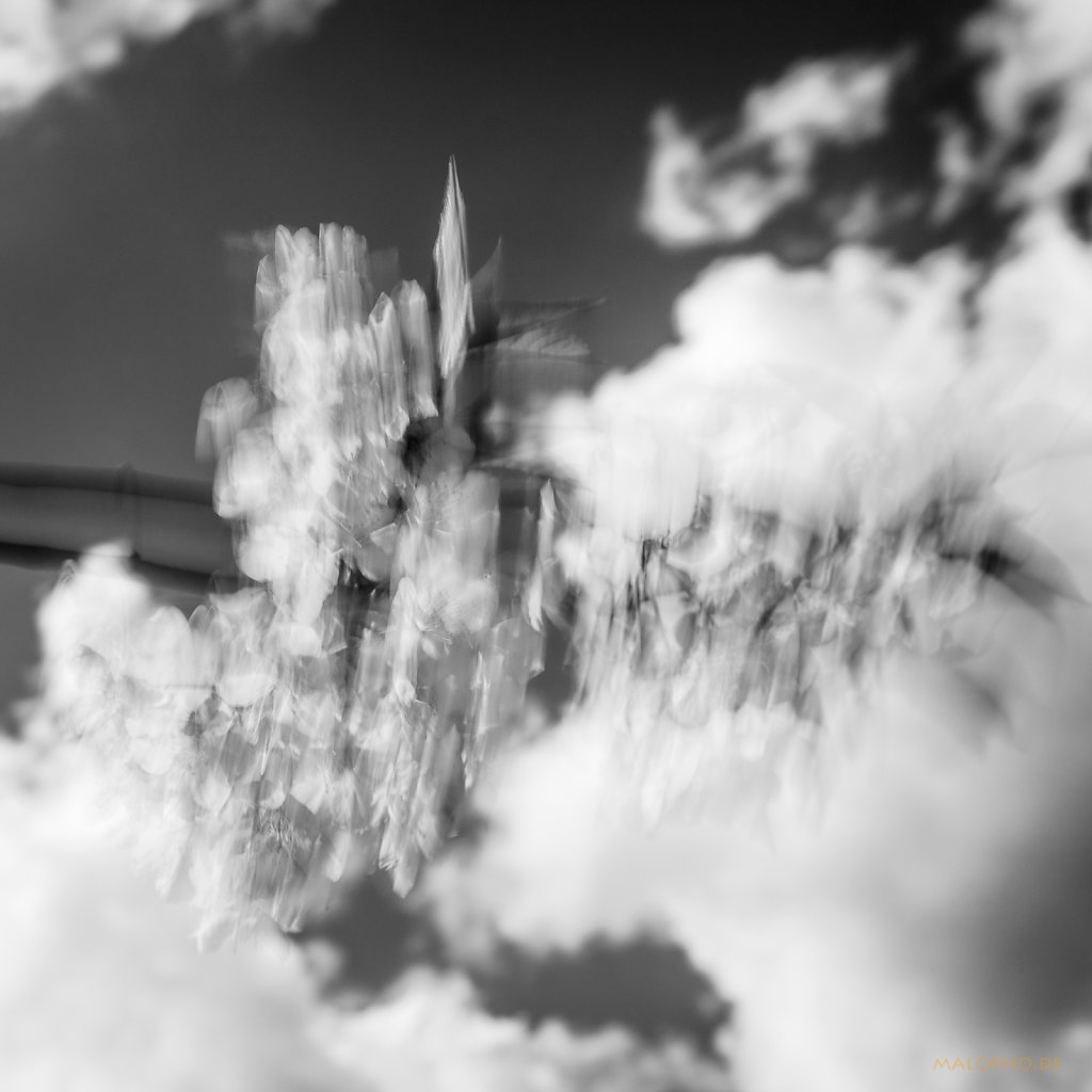 05 | 07 - Blütenwolken