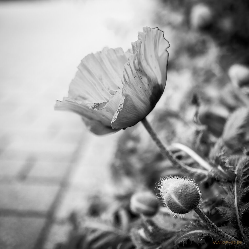 06 | 07 - Straßenmohn