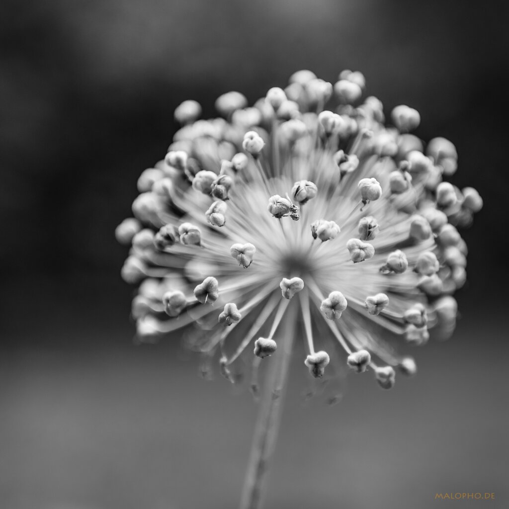 07 | 12 - Allium Finale