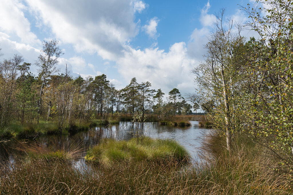 Wasser im Moor