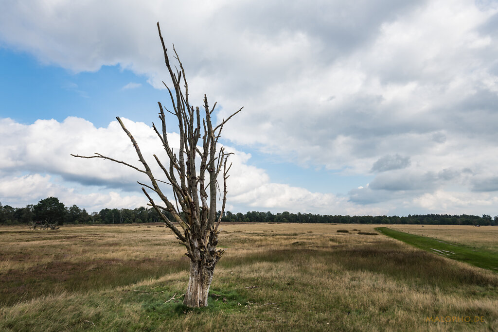 Baumskulptur