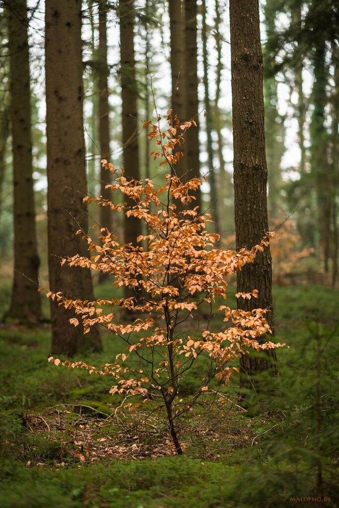 Waldleuchten-1