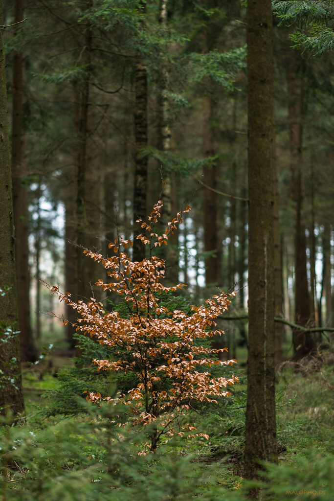 Waldleuchten-2