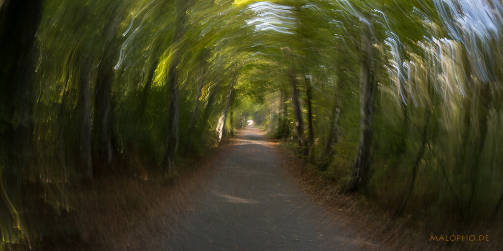 Malerischer Darßwald
