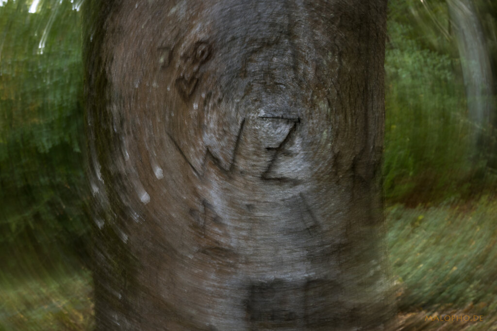Malerischer Darßwald