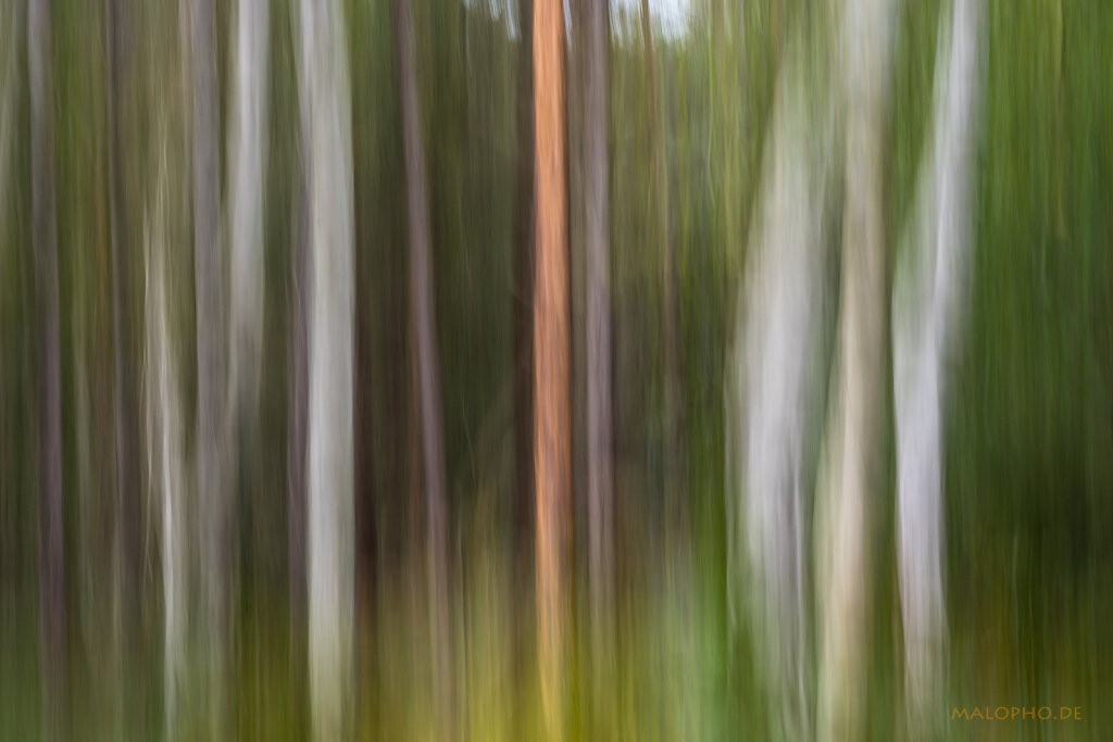 ICM - Darßwald Gruppe