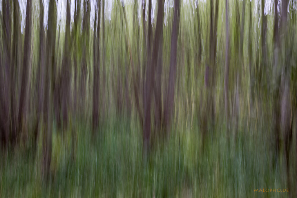 ICM - Darßwald Grüntöne