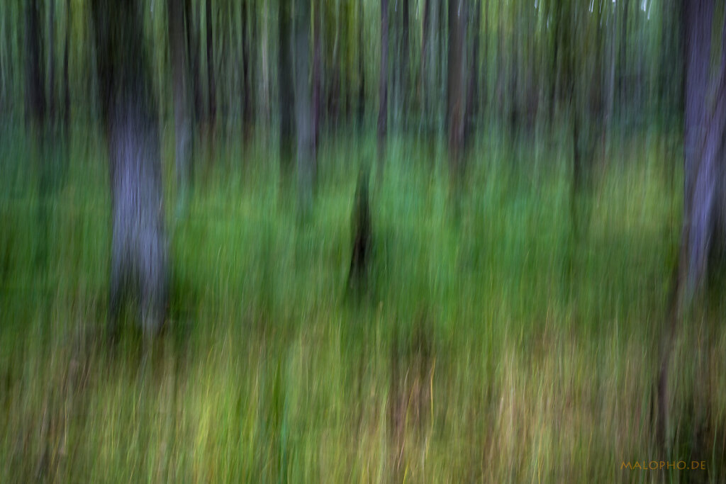 ICM - Darßwald Farben