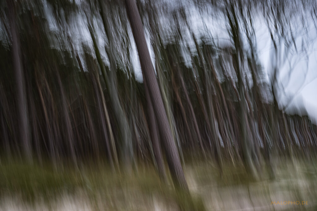 ICM - Weststrand Windflüchter